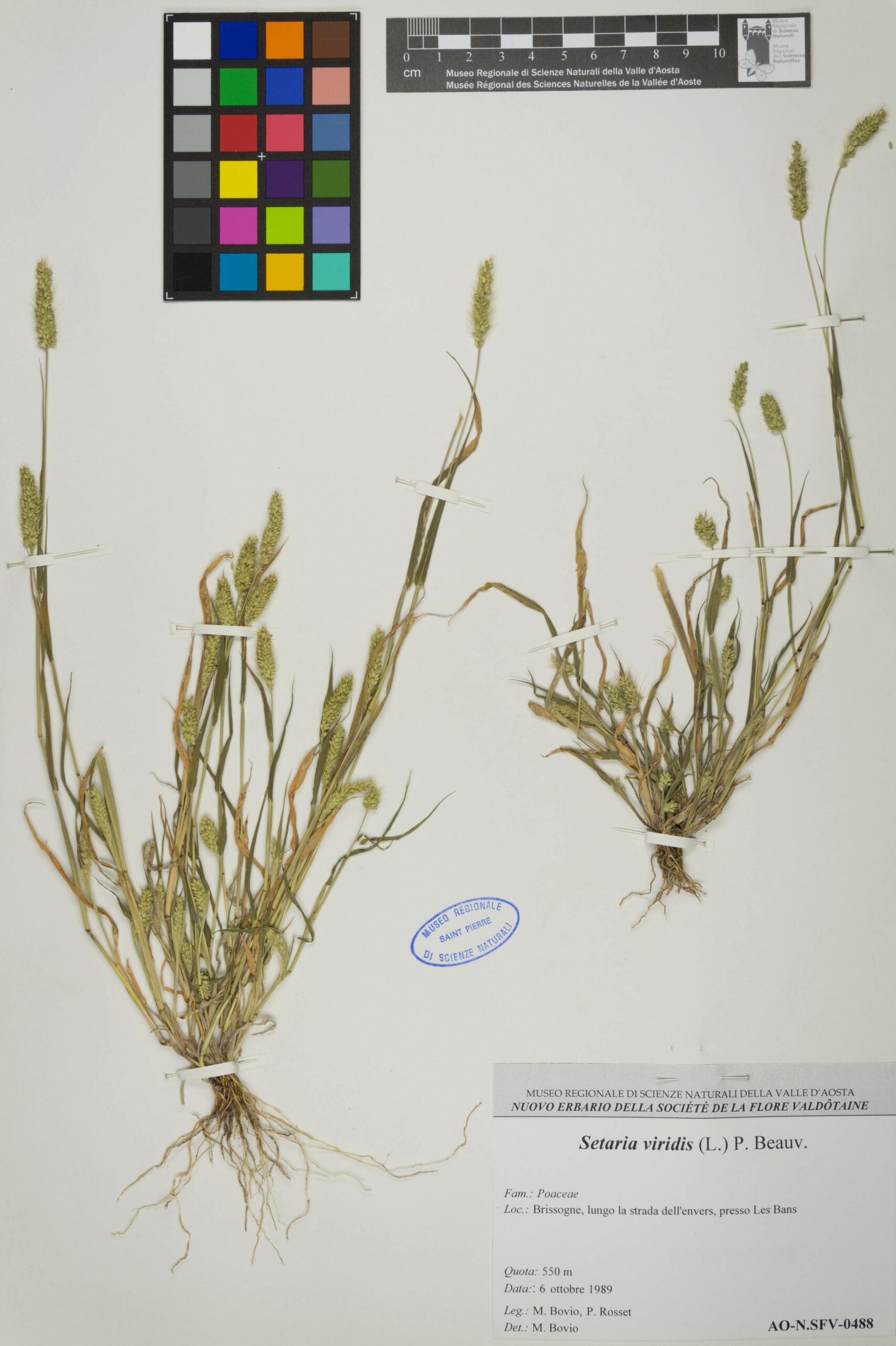 Setaria Viridis – Kit 7 Aghi Da Cucito A Mano Professionali: Per Tela, Pelle, Tappeti, Tappezzeria, Sacchi E Vela