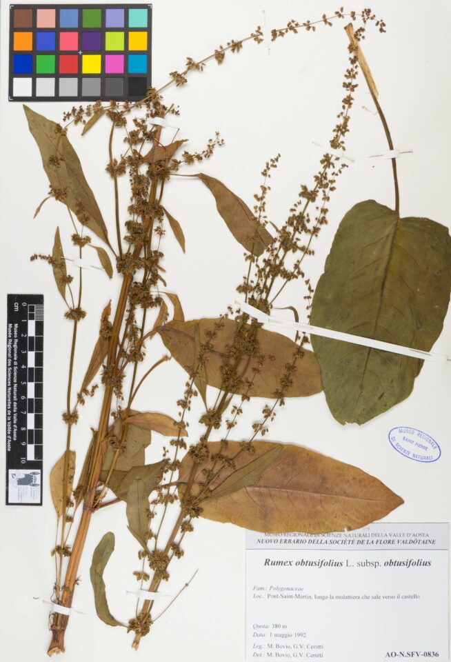 Fotografia del reperto