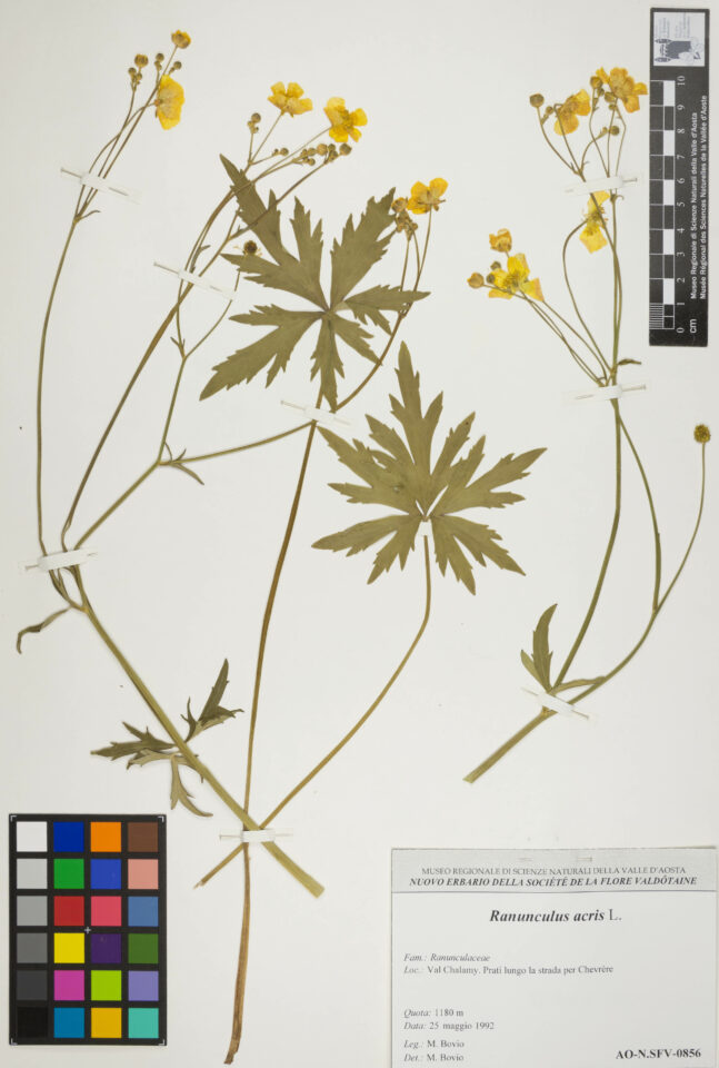 Fotografia del reperto