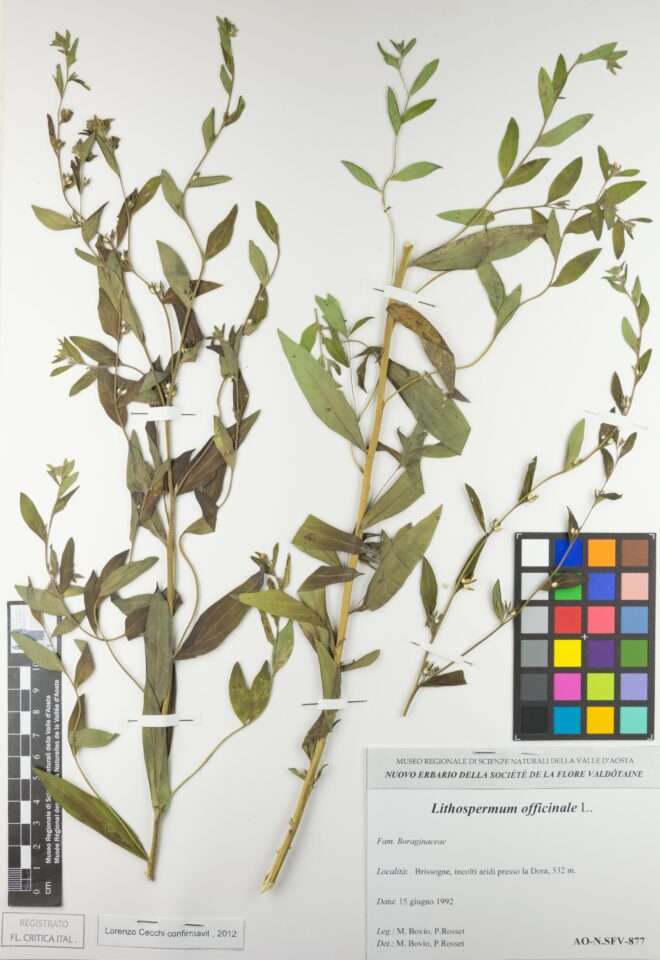 Fotografia del reperto