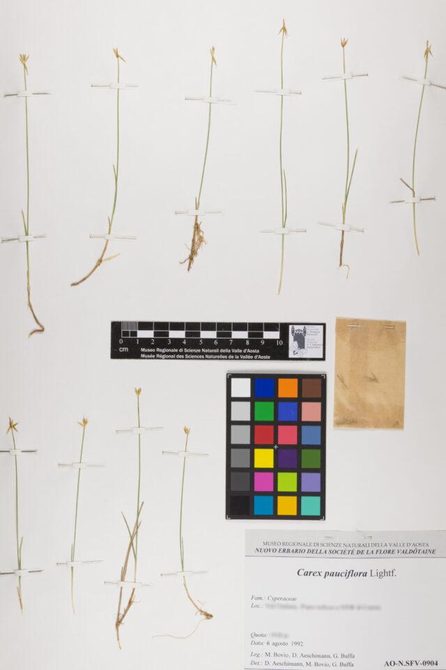 Fotografia del reperto