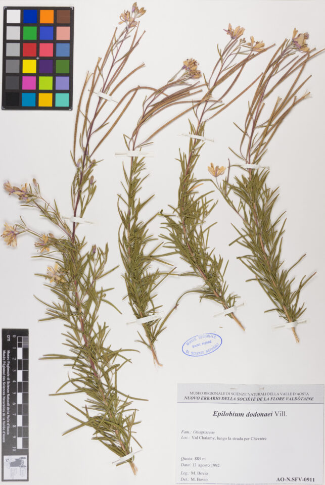 Fotografia del reperto