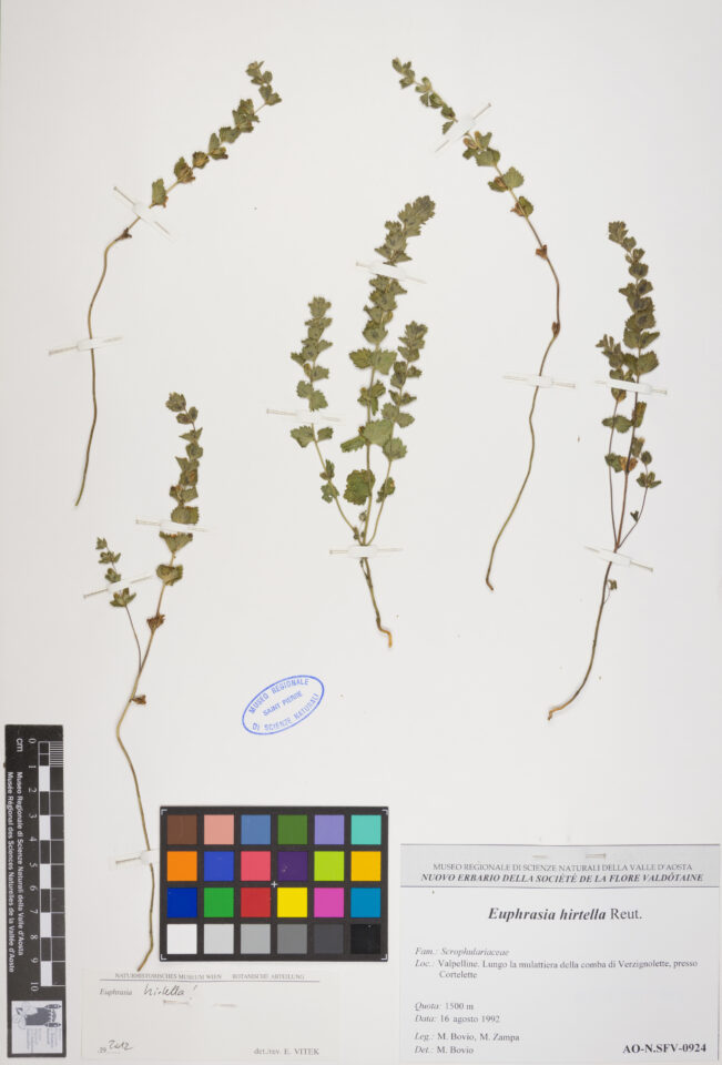 Fotografia del reperto