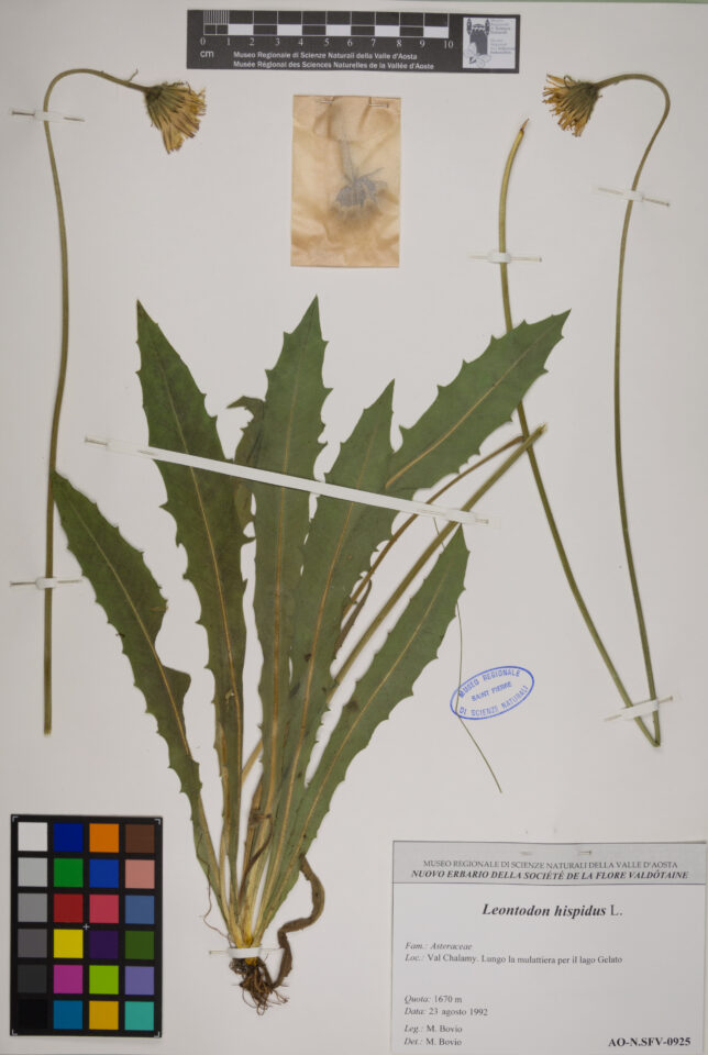 Fotografia del reperto