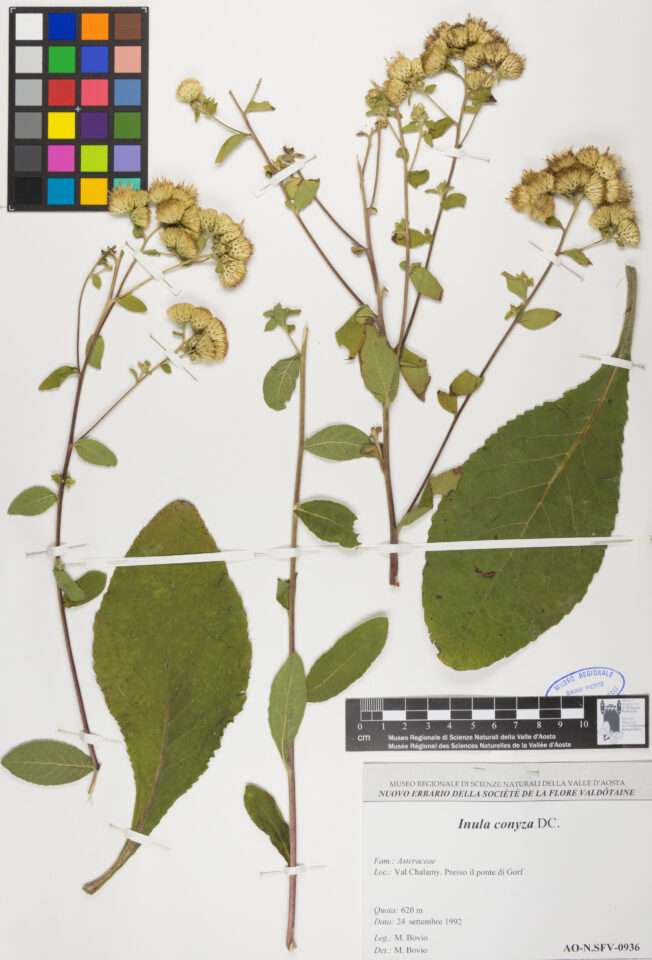 Fotografia del reperto