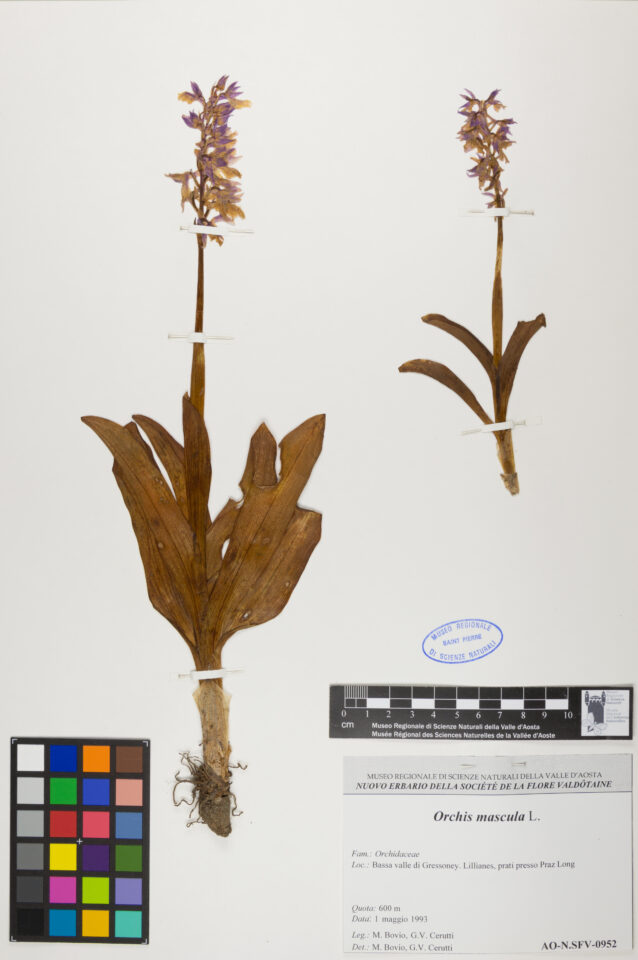 Fotografia del reperto