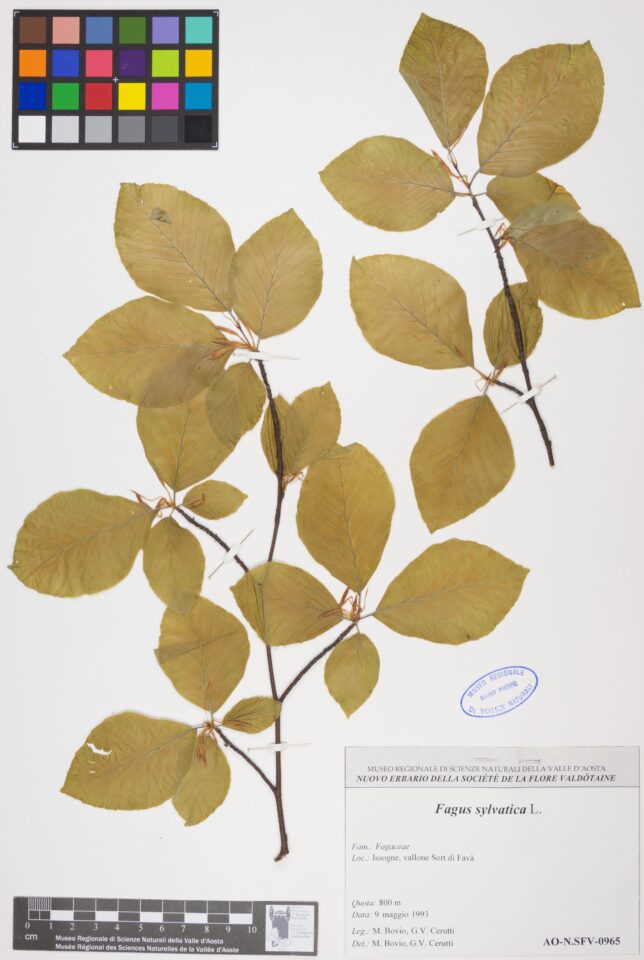 Fotografia del reperto