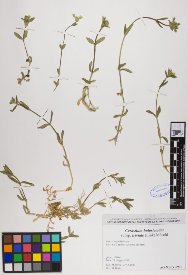 Fotografia del reperto