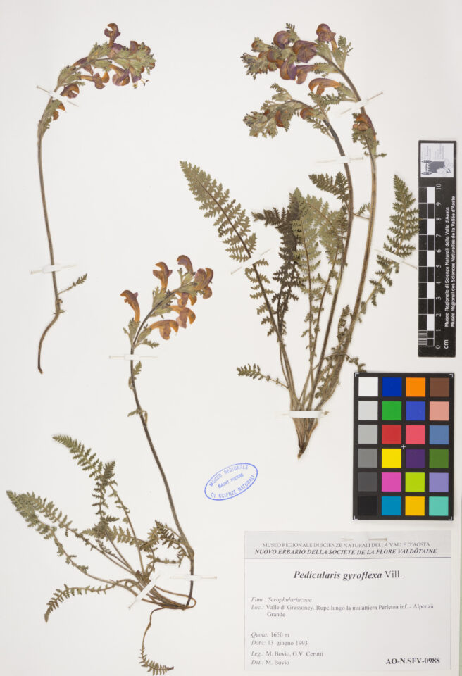 Fotografia del reperto