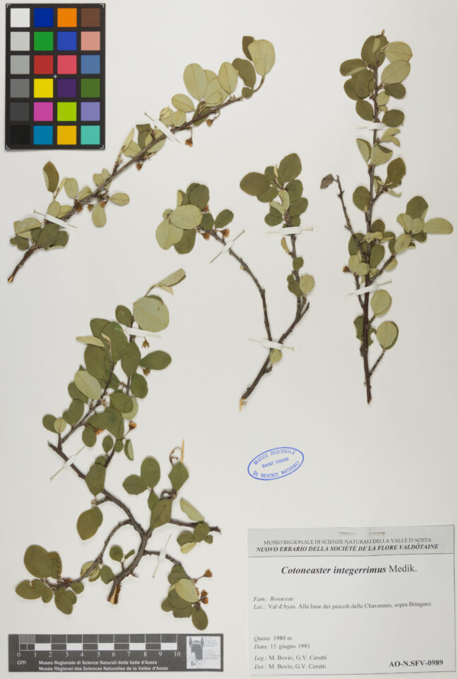 Fotografia del reperto