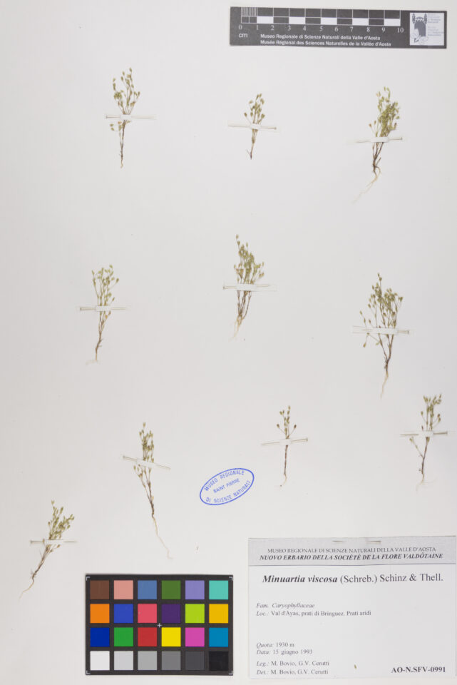 Fotografia del reperto