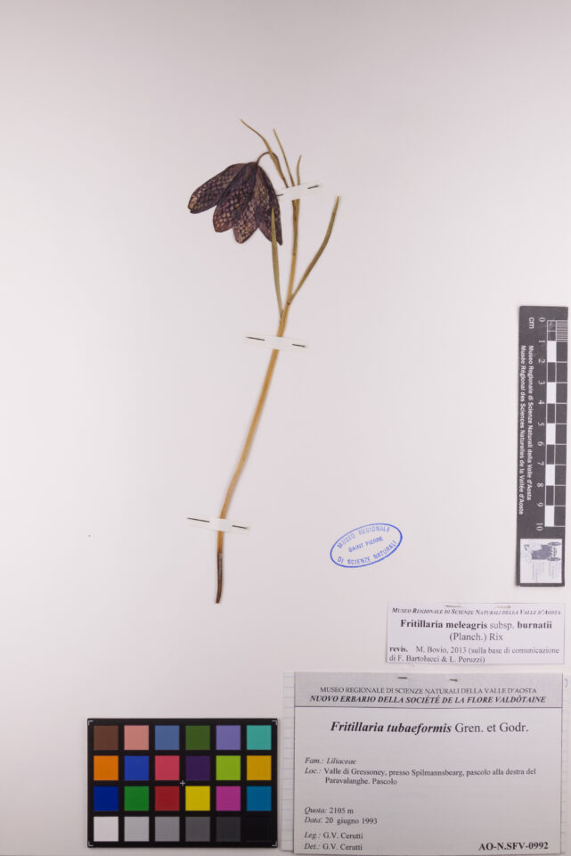 Fotografia del reperto