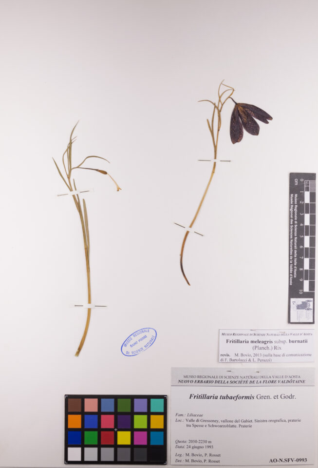 Fotografia del reperto