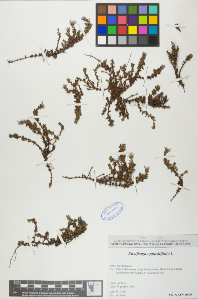 Fotografia del reperto