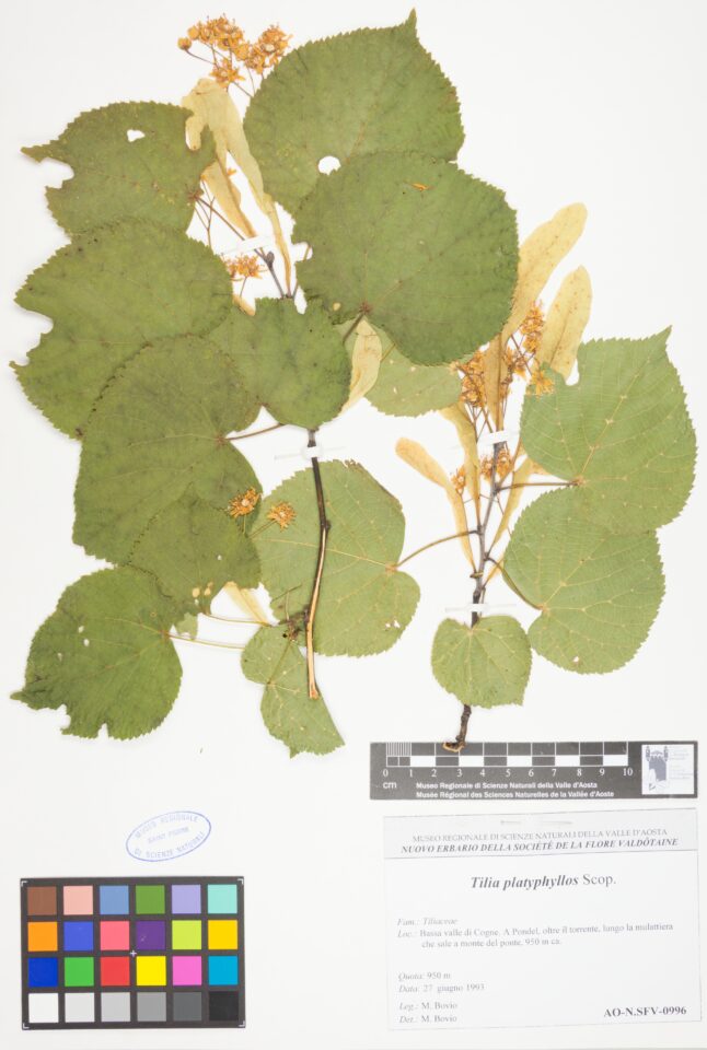 Fotografia del reperto