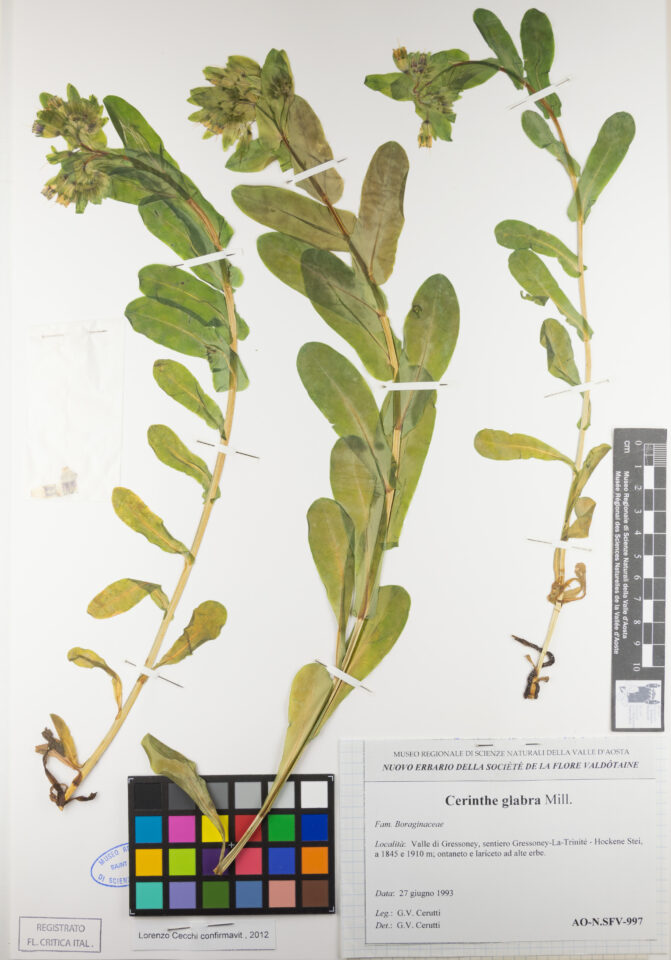 Fotografia del reperto