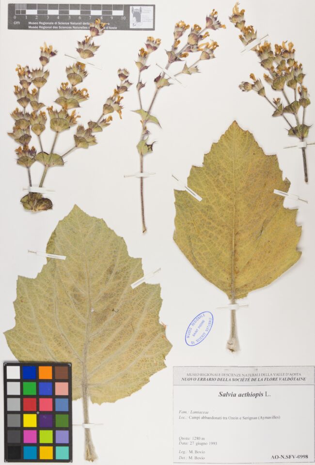 Fotografia del reperto