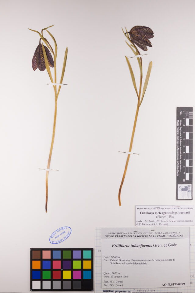 Fotografia del reperto