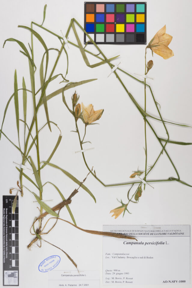 Fotografia del reperto