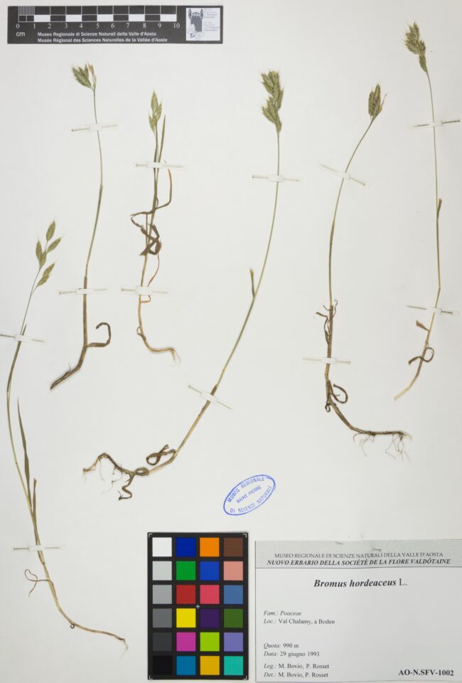 Fotografia del reperto