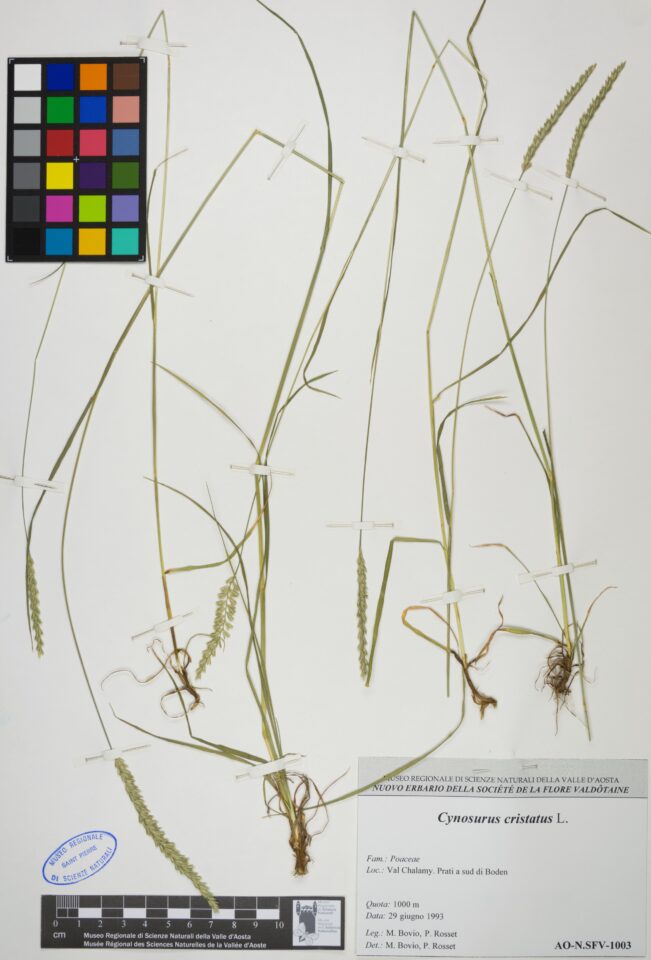 Fotografia del reperto