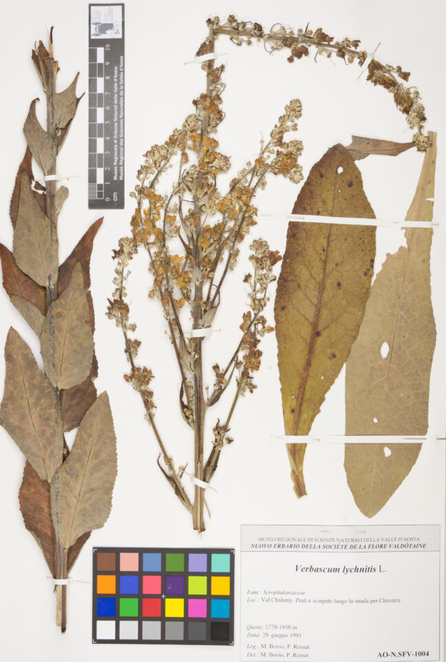 Fotografia del reperto