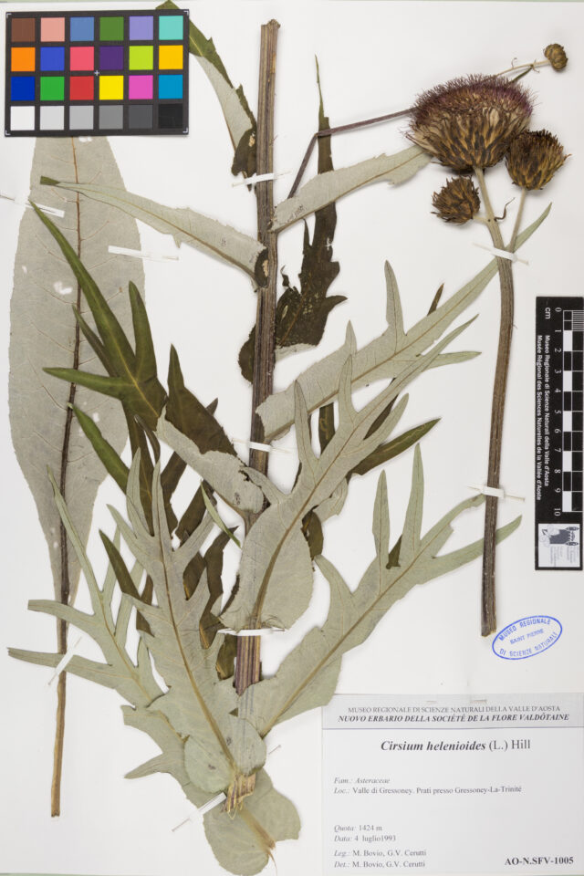 Fotografia del reperto