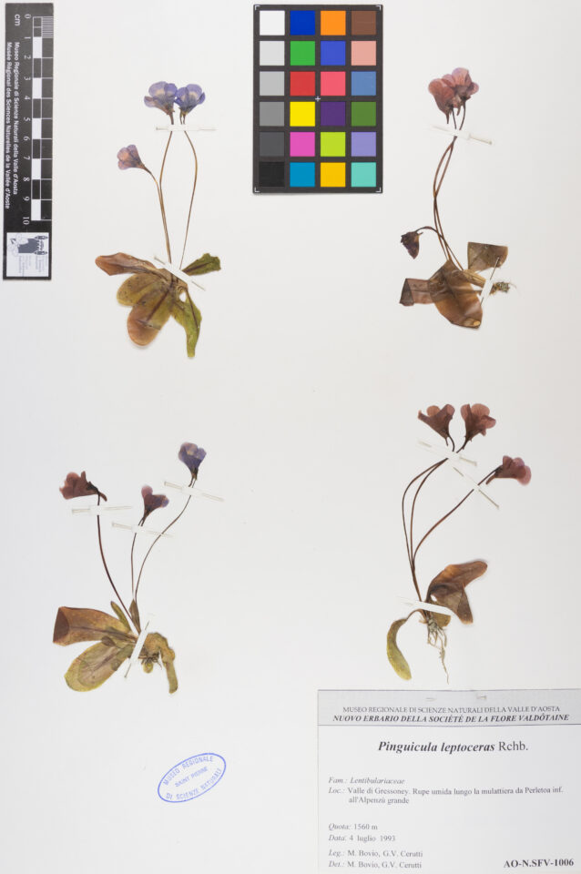 Fotografia del reperto