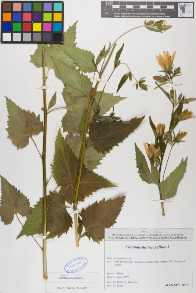 Fotografia del reperto