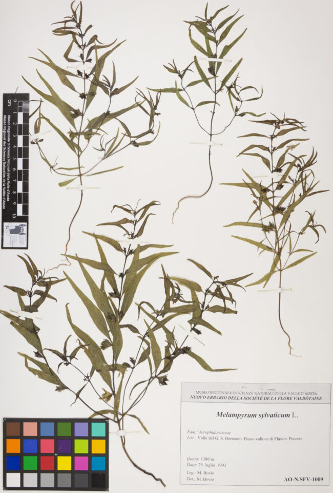 Fotografia del reperto