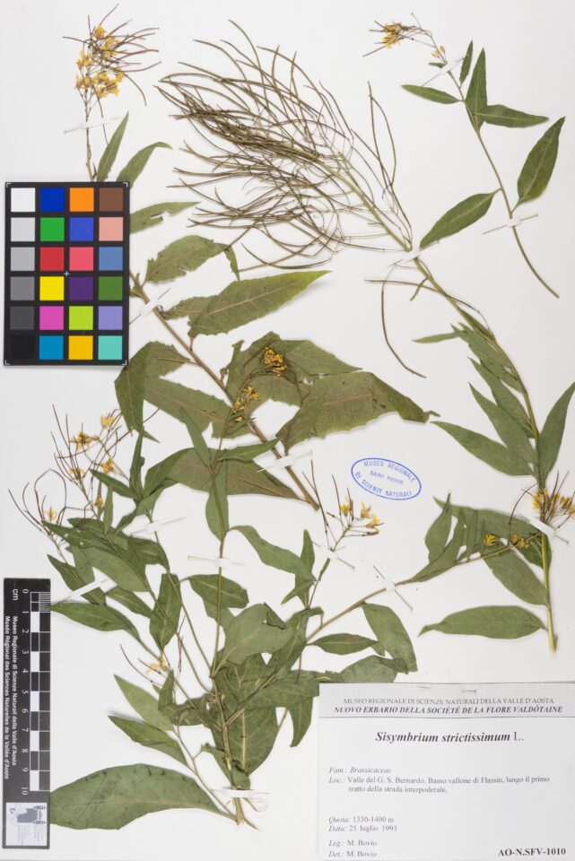 Fotografia del reperto