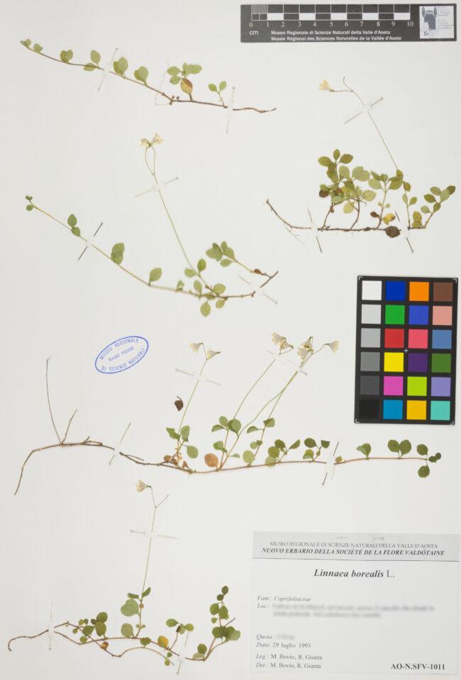 Fotografia del reperto