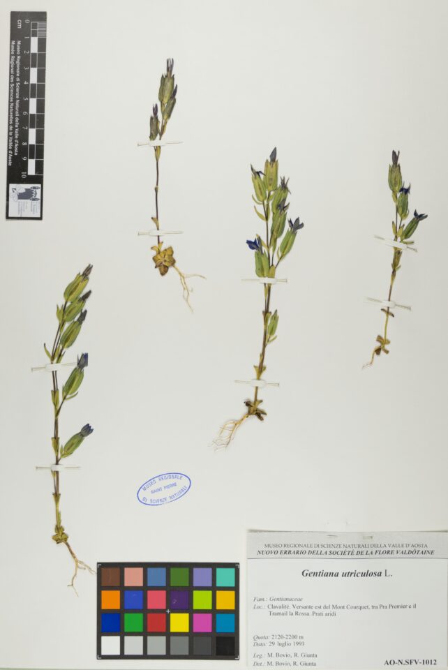 Fotografia del reperto