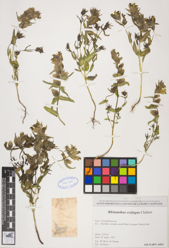 Fotografia del reperto