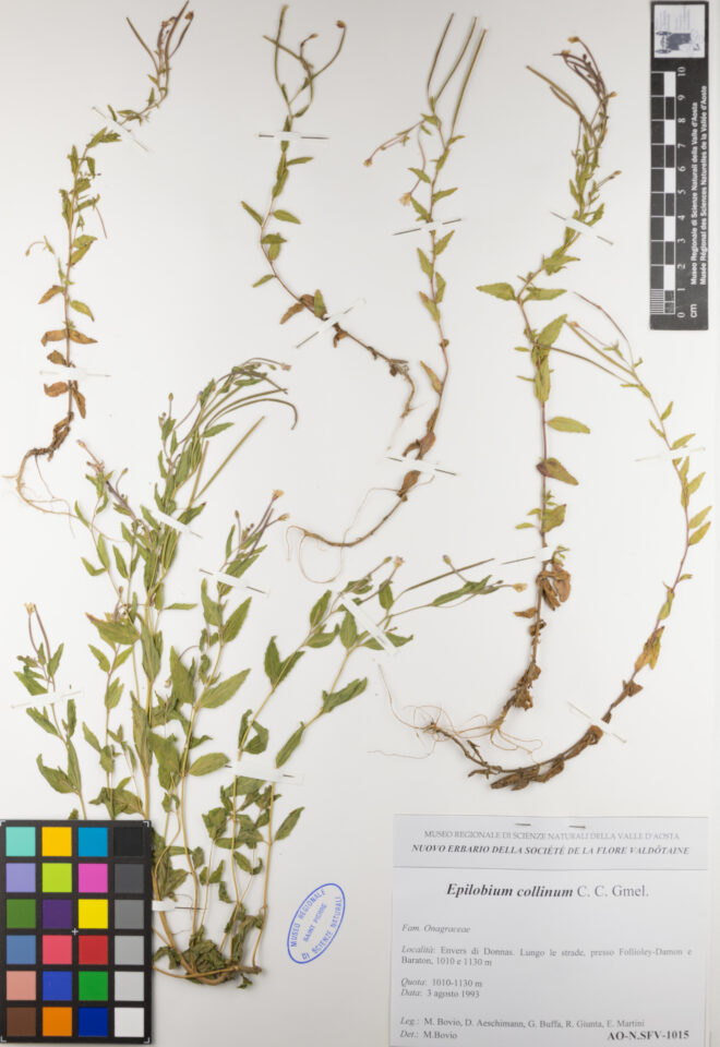 Fotografia del reperto