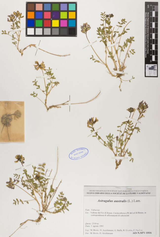 Fotografia del reperto