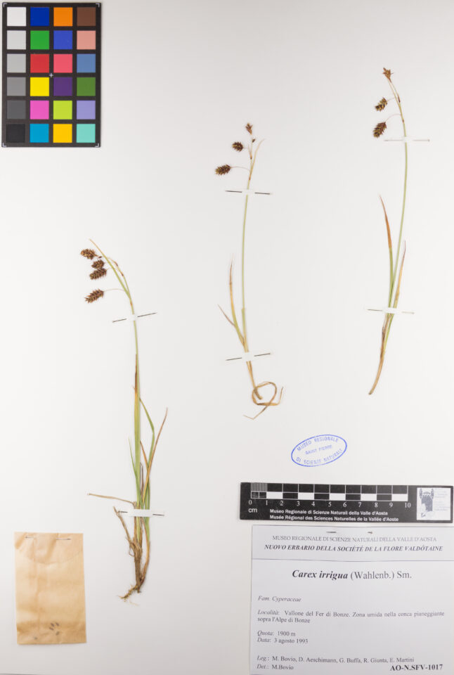 Fotografia del reperto