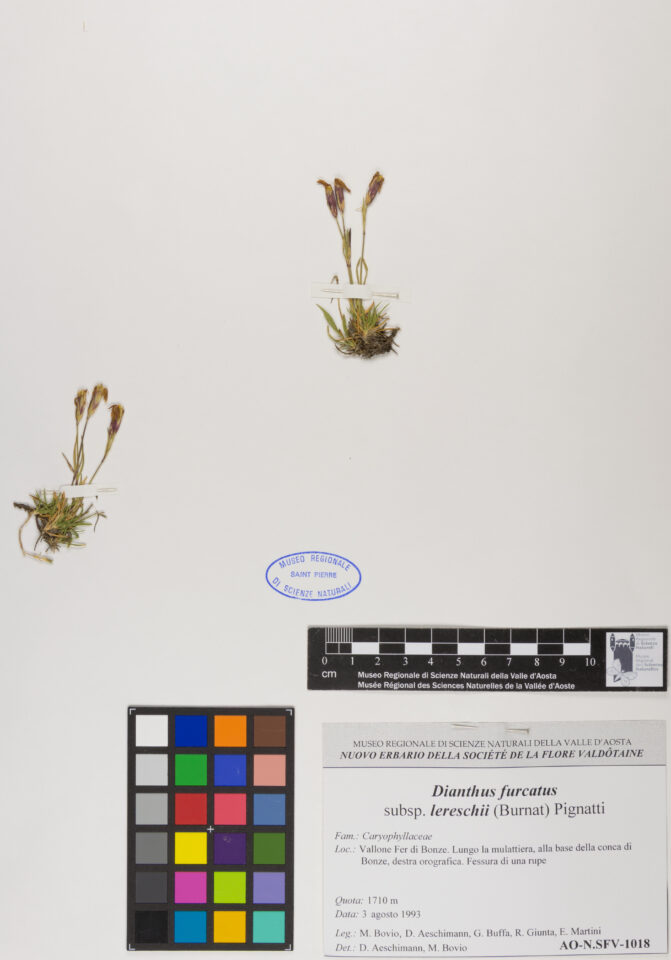 Fotografia del reperto