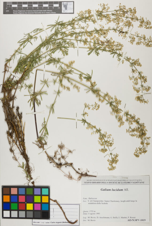 Fotografia del reperto