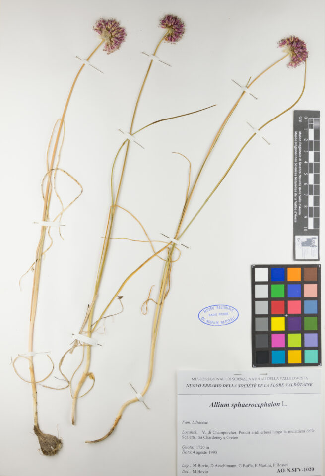 Fotografia del reperto