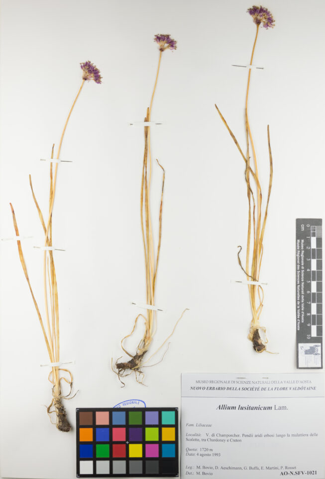 Fotografia del reperto