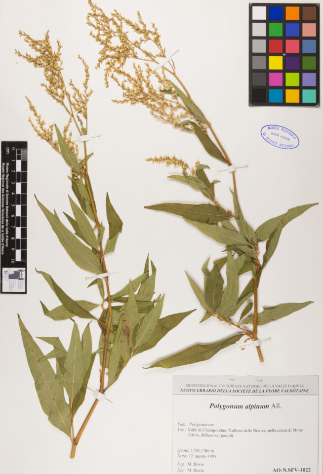 Fotografia del reperto