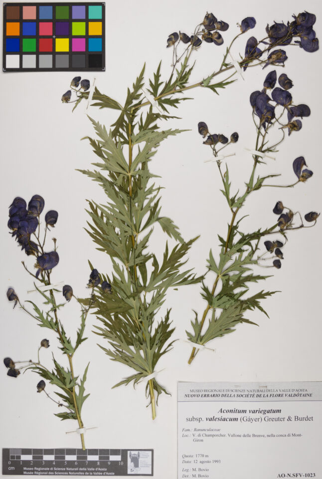 Fotografia del reperto