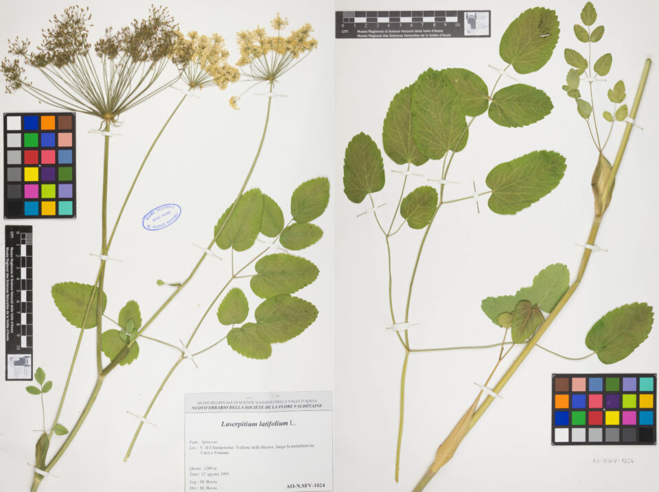 Fotografia del reperto