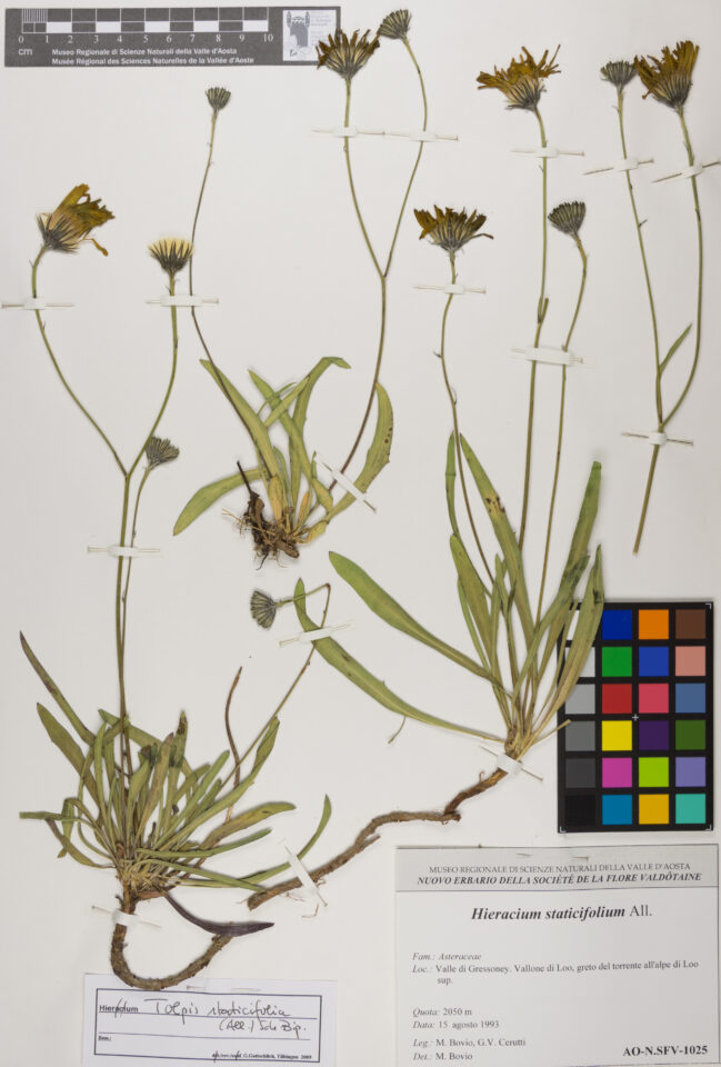 Fotografia del reperto