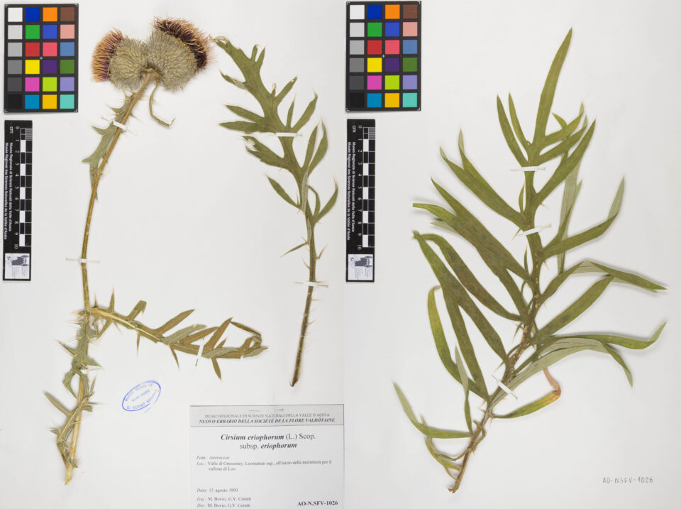 Fotografia del reperto