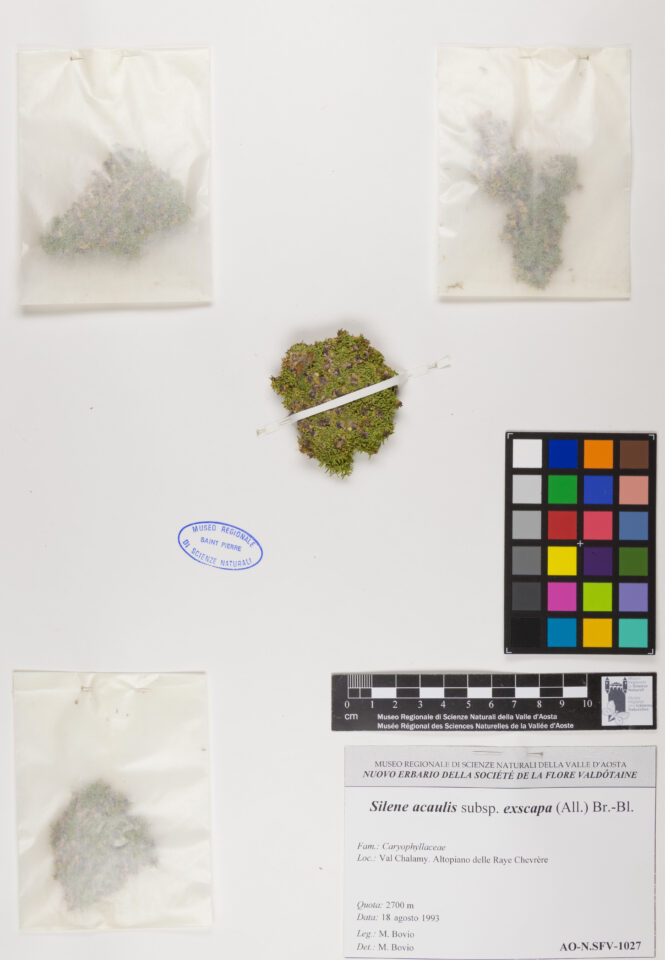 Fotografia del reperto