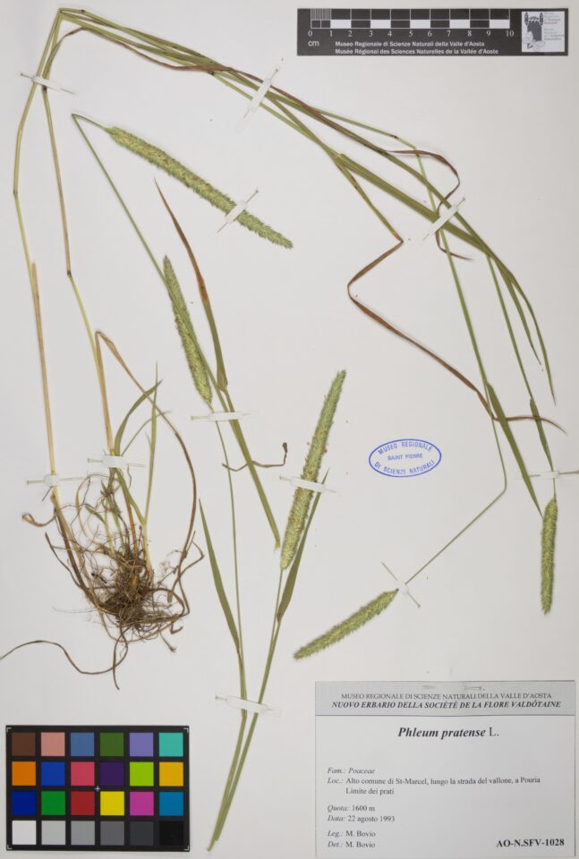 Fotografia del reperto