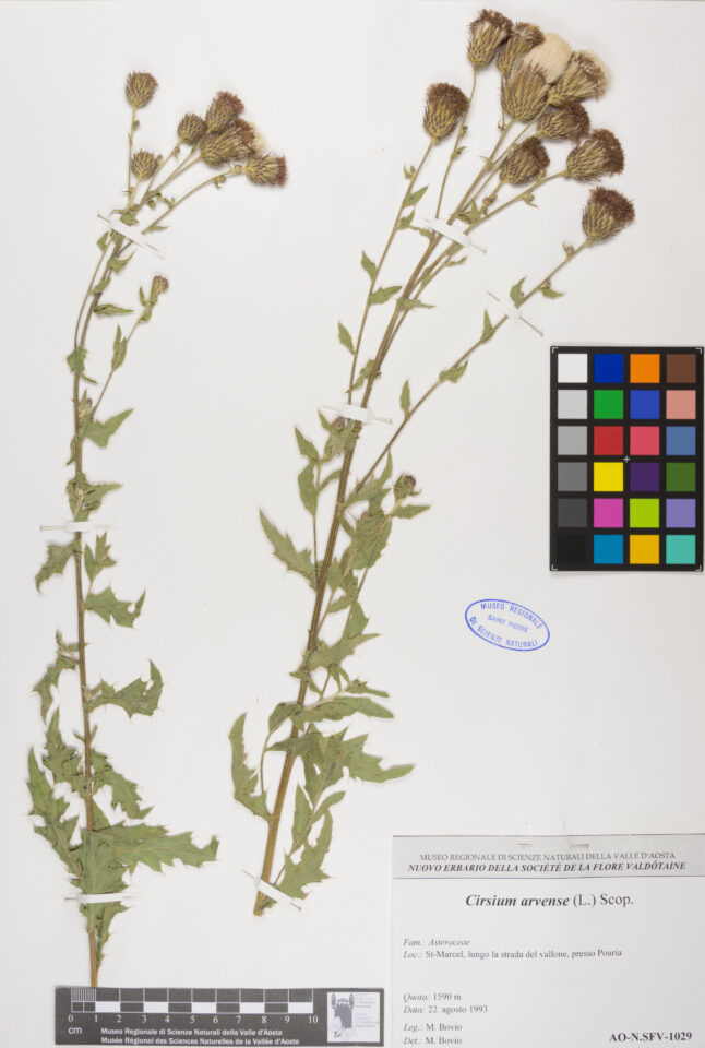 Fotografia del reperto