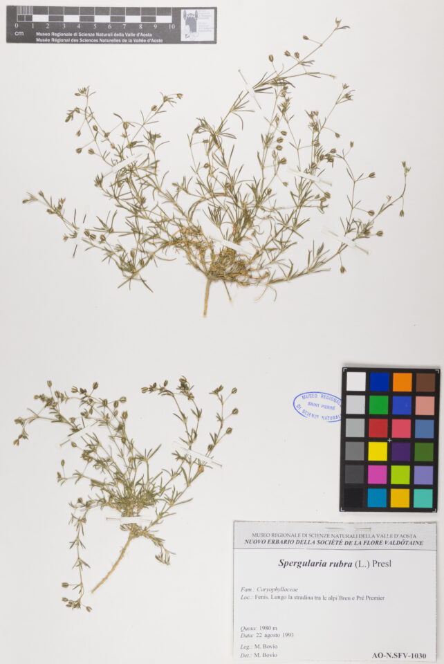 Fotografia del reperto